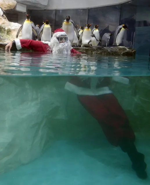 Water distorts the body of a man dressed as Santa Claus poses in a tank with king penguins at Marineland animal park in Antibes, December 19, 2014. (Photo by Eric Gaillard/Reuters)