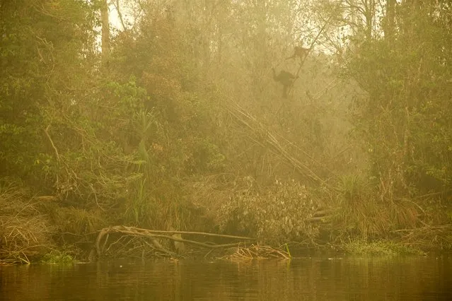 “Pursued by fire”. On the riverbank, an orangutan and her youngster seek refuge from the burning forest. Tim photographed them through thick smoke from a boat on the Mangkutup river in Central Kalimantan, Indonesian Borneo. The fires that affected much of Indonesia in 2015 damaged or destroyed vast tracts of habitat, putting the critically endangered Bornean orangutans and the even-rarer Sumatran orangutans (population 6,600) in an ever more precarious situation. (Photo by Tim Laman/2016 Wildlife Photographer of the Year)