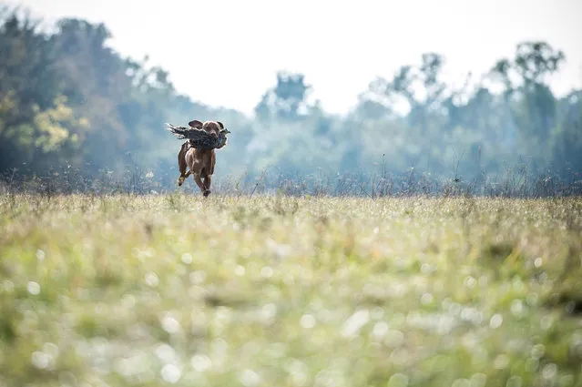 A Hungarian Vizsla dog retreives a pheasant during a fowl and upland game hunting skill competition of vizsla breeds organised by the Hungarian Hunters’ National Chamber in Soponya, Hungary, 15 October 2016. (Photo by Boglarka Bodnar/EPA)