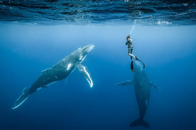Two inquisitive humpback whales circling a free diver Pierrick Seybald just off the coast of the island of Tahiti in June 2022. (Photo by Sébastien Pontoizeau/Mercury Press)