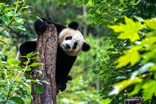 A giant panda rests on a tree at the Shenshuping giant panda base of Wolong National Nature Reserve on October 21, 2025 in Wenchuan, Sichuan Province of China. (Photo by VCG/VCG via Getty Images)