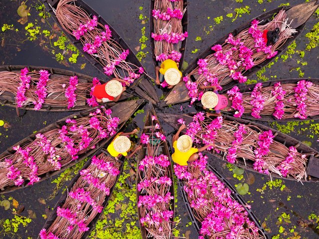 Farmers arrange bunches of water lilies after harvesting them from the wetlands in Barishal, Bangladesh on March 21, 2023. Floating through 10,000 acres of canal, farmers use their little boats to fetch the flowers. They break through the layer of water lilies on the surface of the water as they practice the traditional craft of picking water lilies by hand. Every flower is carefully hand-picked, collected inside the farmers' little wooden boat, tied in bundles, and sold to markets. After working for an entire day, a farmer can pick around 80 to 120 bundles of water lilies. Water lily harvesting is a major source of income for more than 250 families in the area. (Photo by Joy Saha/Cover Images)