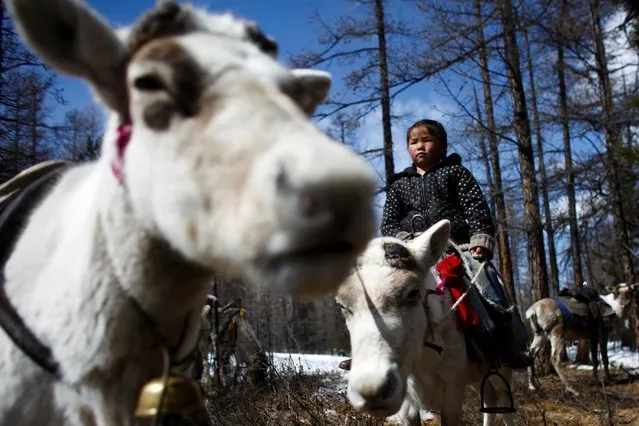 Tsetse, six-year-old daughter of Dukha herder Erdenebat, rides a reindeer in a forest near the village of Tsagaannuur, Khovsgol aimag, Mongolia, April 18, 2018. (Photo by Thomas Peter/Reuters)