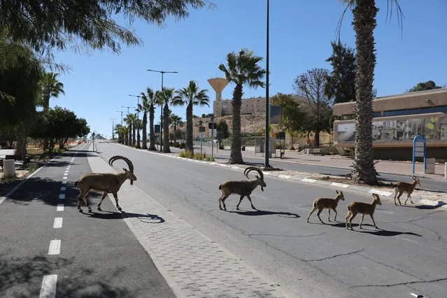 Nubian ibex roam the streets during a national lockdown in Mitzpe Ramon, southern Israel, 22 January 2021. Although Israel is one of the first countries to have received vaccines and has so far vaccinated more then two million of its around nine million citizens, the rate of infection with the Sars-CoV-2 coronavirus, that causes the coronavirus disease (COVID-19), is rising drastically as Israel entered a full closure of two weeks. (Photo by Abir Sultan/EPA/EFE)