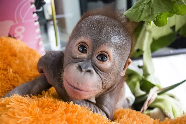 An adorable baby orangutan has made a miraculous recovery after being found in deplorable conditions in a urine soaked box. "He had been dumped in a filthy cardboard box and left out in the sun to die," said a rep from International Animal Rescue, the charity which found little Gito in Borneo. (Photo by Animal Rescue/Splash News)