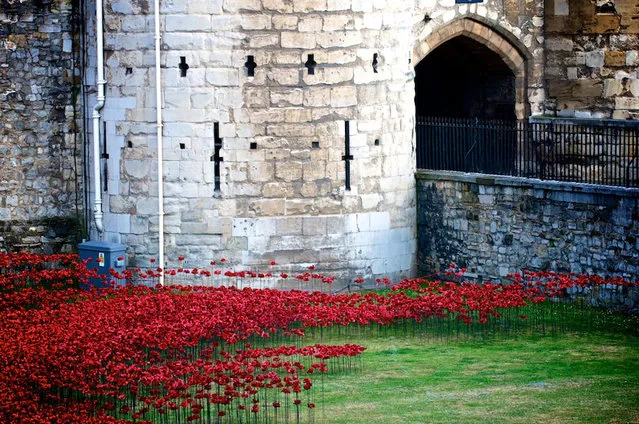 Ceramic Poppies Surround the Tower of London