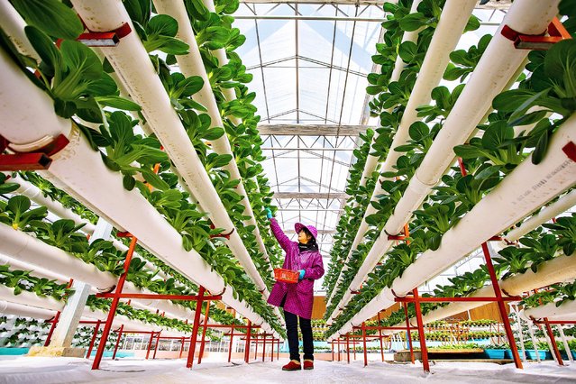 A farmer arranges vegetable at a greenhouse on January 29, 2021 in Hukou County, Jiangxi Province of China. (Photo by Zhang Yu/VCG via Getty Images)