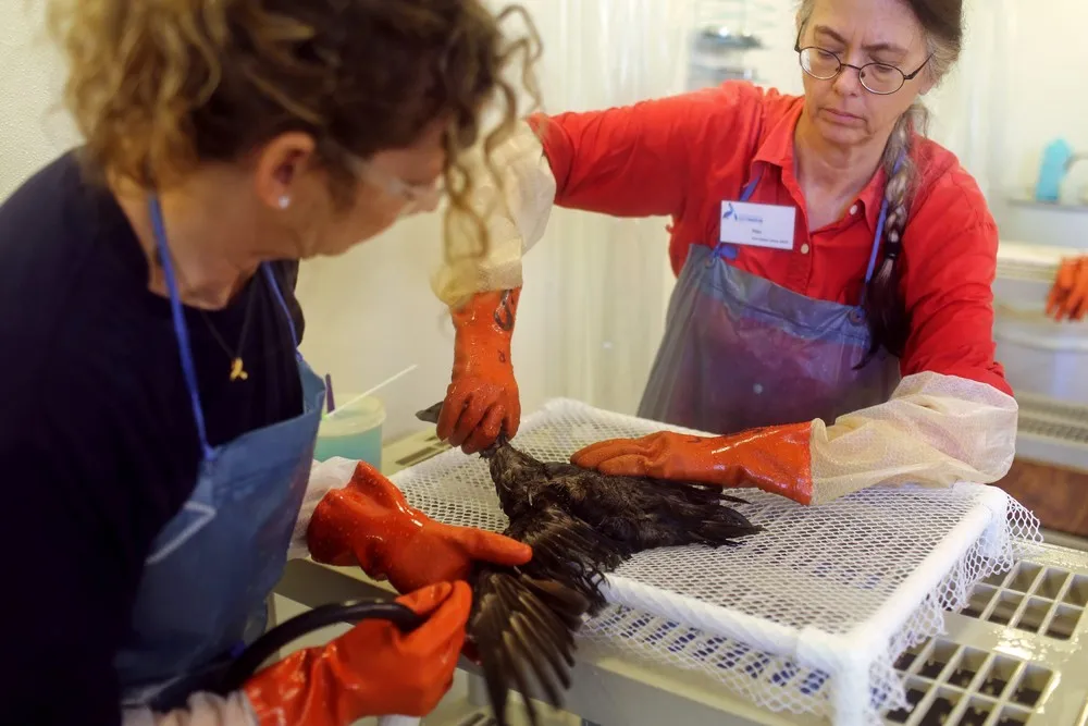 The International Bird Rescue in California