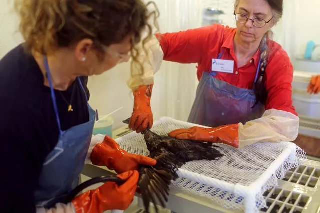 Workers clean a bird at the International Bird Rescue in Fairfield, California January 20, 2015. (Photo by Robert Galbraith/Reuters)