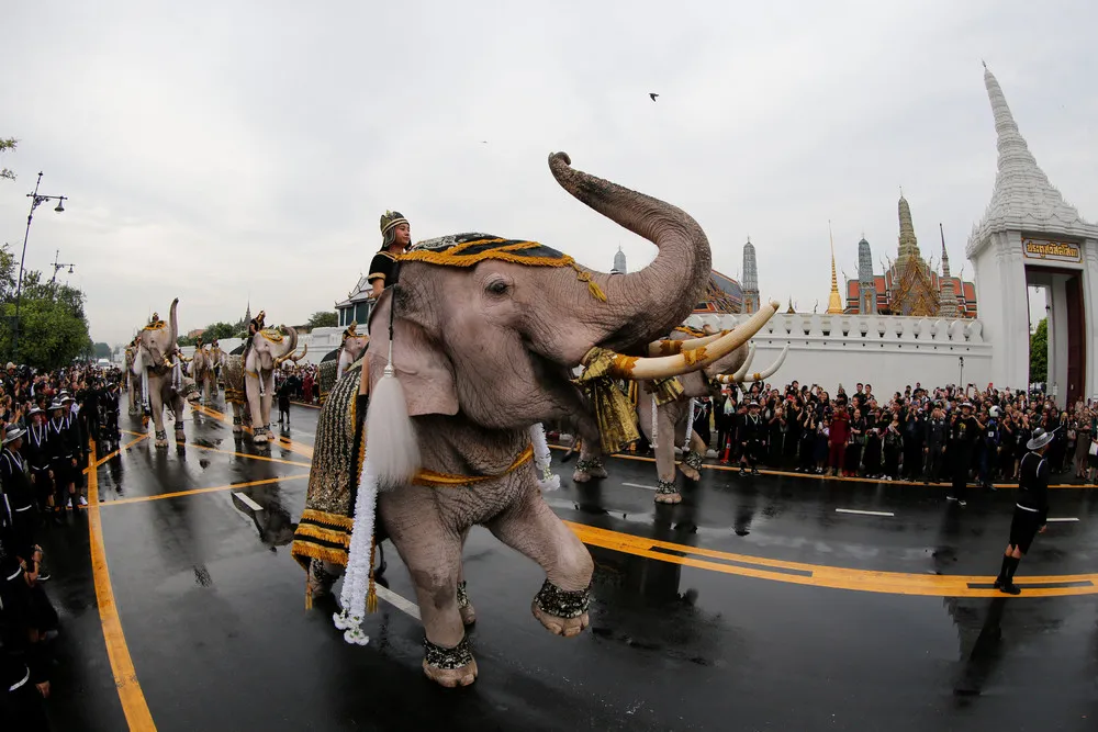 Elephants Pay Respects to King Bhumibol