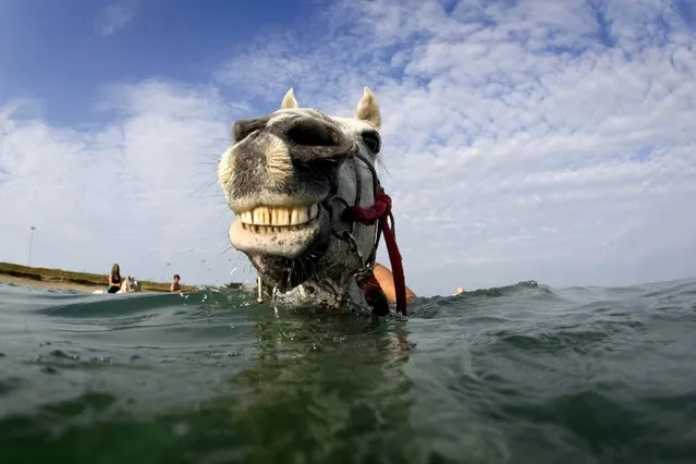 A horse smiles for the camera, swimming off the Mount's Bay, Cornwall on July 14, 2018. Cornwall Swimming Horses offer unique horse riding experiences in which you can swim with horses. (Photo by Cornwalllive/South West News Service)