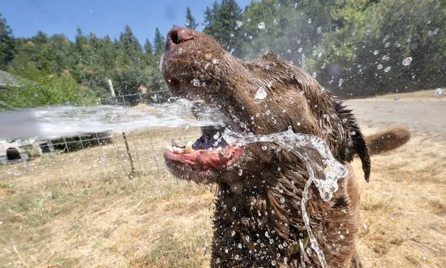 A chocolate Labrador retriever keeps cool in a garden hose on a hot summer afternoon near Elkton in southwestern Oregon on August 8, 2023. The National Weather Service is predicting a heat dome moving into the area at the end of the week with temperatures expected to push over 100 degrees Fahrenheit (38 Celsius). (Photo by Robin Loznak/ZUMA Press Wire/Rex Features/Shutterstock)