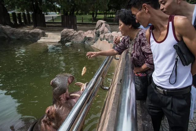 People look on as a woman feeds a hippopotamus at Pyongyang Central Zoo on August 19, 2018 in Pyongyang, North Korea. (Photo by Carl Court/Getty Images)