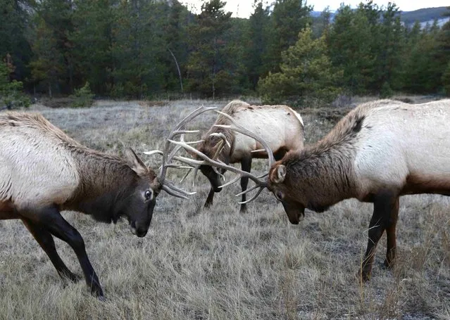 Young bull elk lock antlers while jousting near the Yellowhead Highway, a route roughly followed by Kinder Morgan's Trans Mountain Pipeline through the Rocky Mountains, in Jasper National Park, Alberta, Canada November 14, 2016. (Photo by Chris Helgren/Reuters)