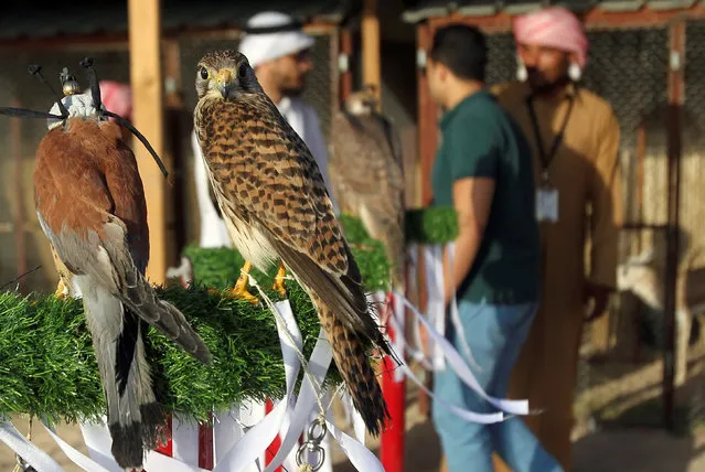 Falcons are seen during a traditional festival as part of celebrations ahead of Qatar's National Day, in Doha, Qatar December 8, 2016. (Photo by Naseem Zeitoon/Reuters)