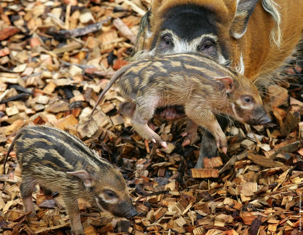 Simply: Red River Hog
