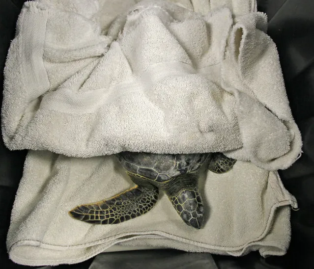 A cold stunned green sea turtle is warmed up at the the Clearwater Marine Aquarium in Clearwater, Fla., Monday, January 25, 2016. Clearwater Marine Aquarium (CMA) turtle department and stranding team have taken in 20 live and 13 deceased green sea turtles this weekend that had been severely affected by the cold water temperatures. A cold-stun turtle is unable to swim or function properly, which puts the turtle at risk of being hit by a boat. (Photo by Jim Damaske/The Tampa Bay Times via AP Photo)