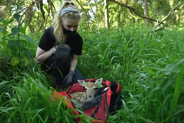 Laura Griffin, PHD student in Wildlife, Ecology and Behaviour at University College Dublin (UCD) lets a days old fallow deer fawn out of its weighing bag after documenting it as part of their fawn tagging programme where they catch, weigh, sample DNA, measure and tag fawns as part of the annual June stocktake of each of the Phoenix Park's newborn fallow deer fawns which number on average at 100 born each year, in Dublin, Ireland on June 22, 2021. (Photo by Clodagh Kilcoyne/Reuters)
