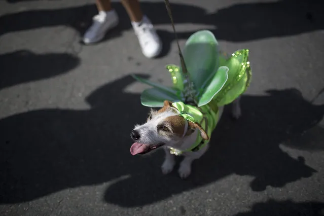 A dog in costume attends the carnival pet parade in Rio de Janeiro, Brazil, Sunday, January 31, 2016. (Photo by Leo Correa/AP Photo)