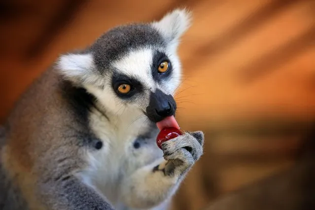A lemur eats fruit during hot weather at Tarsus Nature Park in Mersin, Turkey on June 30, 2021. Animals are fed icy fruit cocktails of apples, oranges, kiwis, strawberries, bananas and grapes and refreshed with pressurized water and a special sprinkler system to cool off them due to hot weather and humidity. (Photo by Mustafa Unal Uysal/Anadolu Agency via Getty Images)
