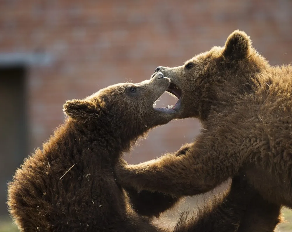 The Week in Pictures: Animals, March 20 – March 27, 2015