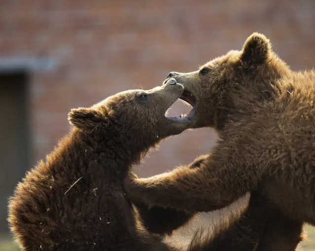 Brown bear Oska (R) and Roni (L) play in a bear sanctuary near the village of Mramor, Kosovo, 18 March 2015. The Bear Sanctuary Pristina has currently 16 brown bears in custody rescued from the private restaurants around Kosovo. All privately kept brown bears lived in small cages at restaurants. They were born mostly in the forests of Kosovo or Albania and snatched from their mothers by animal dealers. (Photo by Valdrin Xhemaj/EPA)