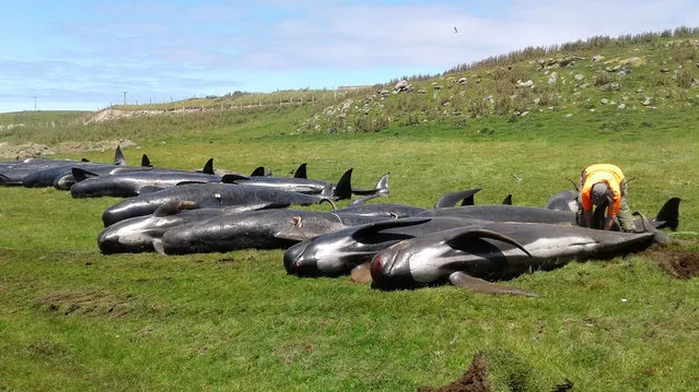 Dead pilot whales are seen at the coast of Chatham Island, New Zealand, November 30, 2018, in this handout picture obtained by Reuters. (Photo by Department of Conservation New Zealand/Handout via Reuters)