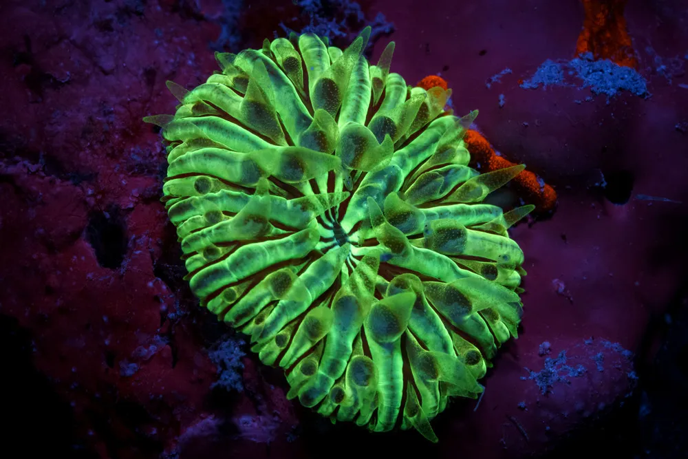 Neon Creatures of the Sea Deep