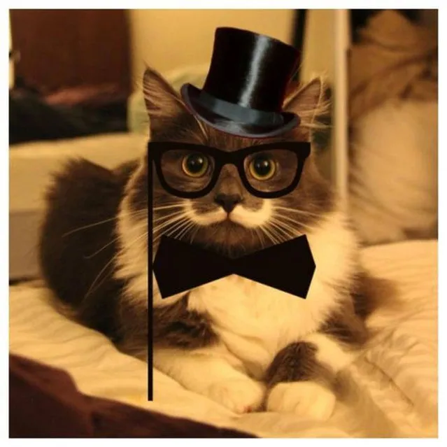 Meet Hamilton the Hipster Cat