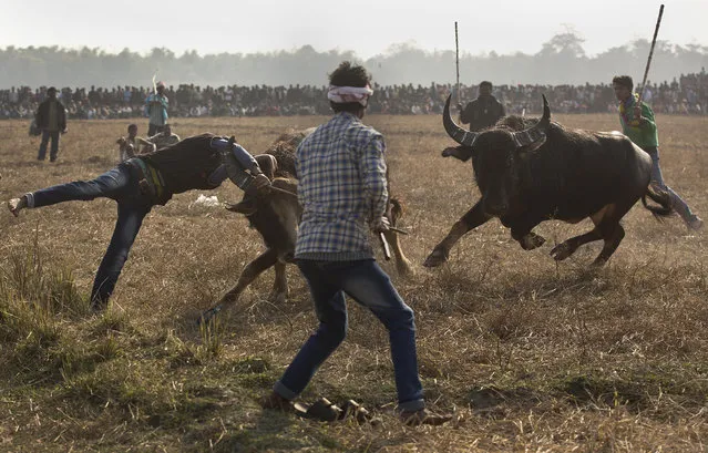 A buffalo hits a man, left during a traditional buffalo fight held as part of Magh Bihu festivities at Boidyabori village, east of Gauhati, India, Sunday, January 15, 2017. Magh Bihu is the harvest festival of north eastern Assam state and is observed in the Assamese month of Magh, that coincides with January. (Photo by Anupam Nath/AP Photo)