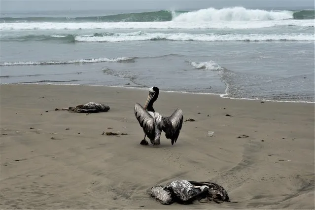 Dead pelicans lay on the beach, as another struggles to walk, on Santa Maria beach in Lima, Peru, Tuesday, November 29, 2022. At least 13,000 pelicans have died so far in November along the Pacific of Peru from bird flu, according to The National Forest and Wildlife Service (Serfor) on Tuesday. (Photo by Guadalupe Pardo/AP Photo)