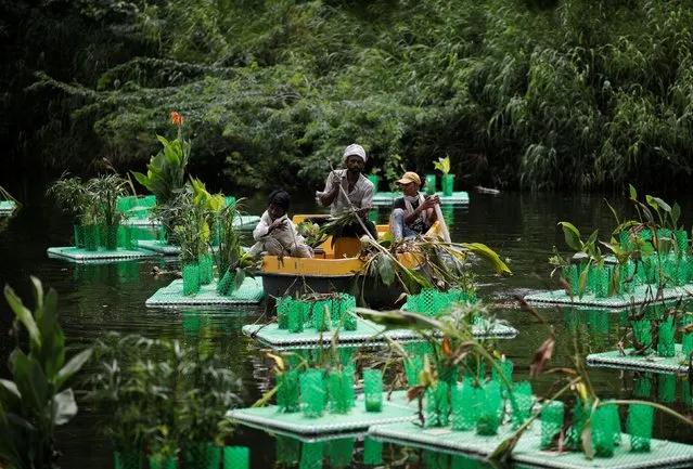 Workers remove damaged plants from a newly set-up “floating wetland” on Sanjay Van lake to clean its water in New Delhi, India, August 26, 2021. (Photo by Adnan Abidi/Reuters)