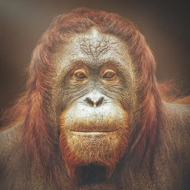 Bornean Orangutan, Lea. (Photo by Manuela Kulpa/Caters News)