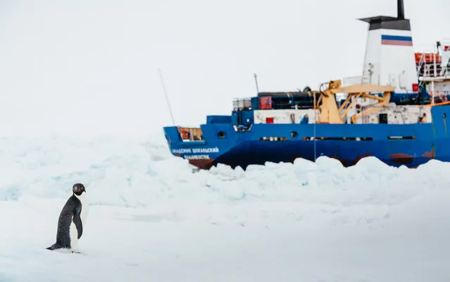 This image taken by expedition doctor Andrew Peacock of www.footloosefotography.com on December 31, 2013 shows an adelie penguin near the MV Akademik Shokalskiy (R), still stuck in the ice off East Antarctica, as the ship waits for a possible helicopter rescue. (Photo by Andrew Peacock/AFP Photo)