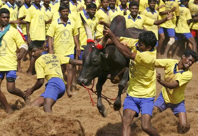 Bull tamers try to control a bull during the bull-taming sport called Jallikattu, in Palamedu, about 575 kilomters (359 miles) south of Chennai, India, Tuesday, January 15, 2013. (Photo by Arun Sankar K./AP Photo)