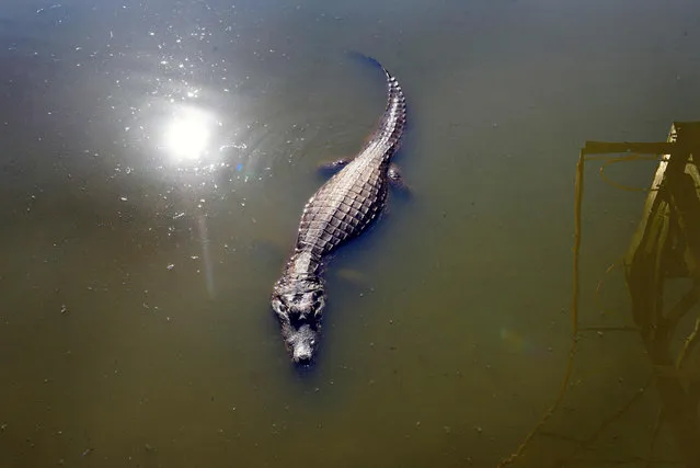 View of a yacare caiman (Caiman yacare) at a lagoon in the city of Ita, 36 km southeast from Asuncion, Paraguay on September 11, 2021. (Photo by Norberto Duarte/AFP Photo)