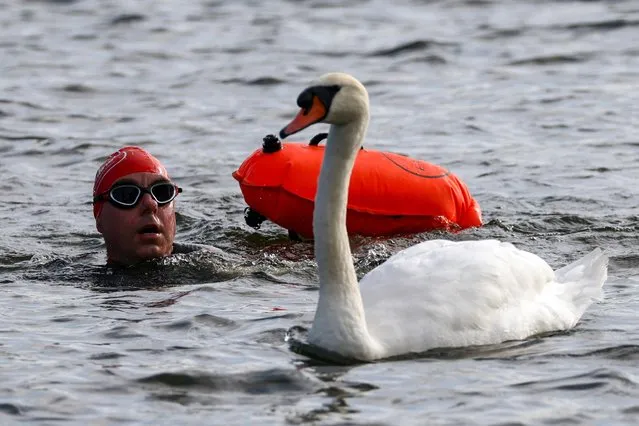 A participant swims next to a swan during “The 2021 Children with Cancer UK Swim Serpentine” in the Serpentine, London, Britain on September 18, 2021. (Photo by Tom Nicholson/Reuters)
