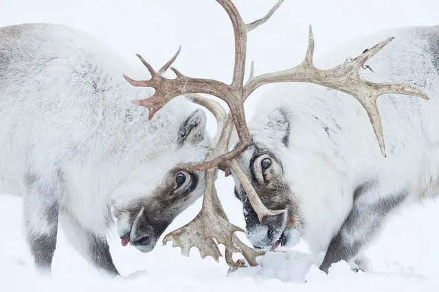 Winner, behaviour: mammals. Head to head, by Stefano Unterthiner, Italy. Two Svalbard reindeer fight for control of a harem. Watching the battle, Unterthiner felt immersed in “the smell, the noise, the fatigue and the pain”. The reindeer clashed antlers until the dominant male, left, chased its rival away, securing the opportunity to breed. Reindeer are widespread around the Arctic, but this subspecies occurs only in Svalbard. Populations are affected by the climate crisis, where increased rainfall can freeze on the ground, preventing access to plants. (Photo by Stefano Unterthiner/Wildlife Photographer of the Year 2021)