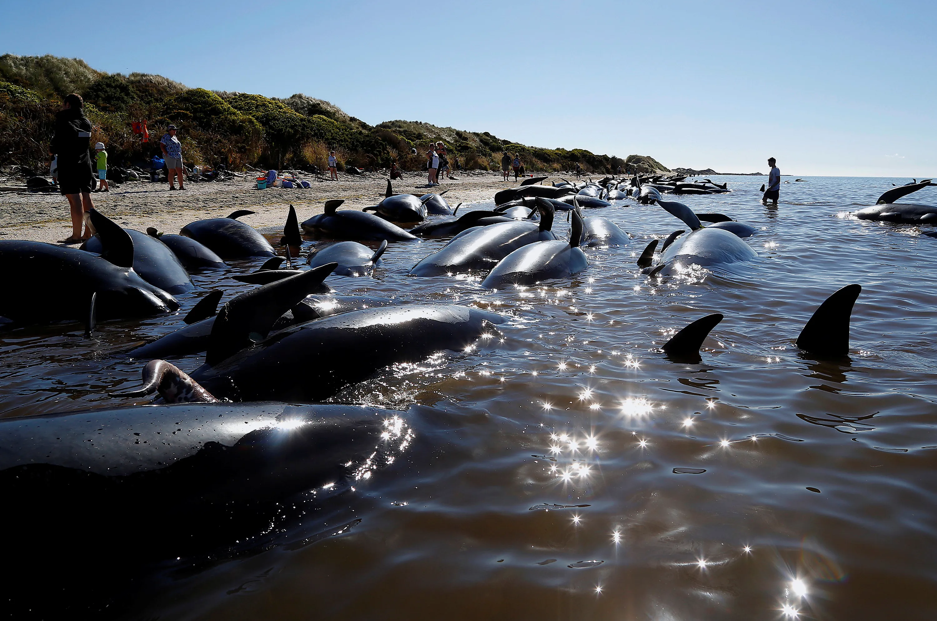 Киты водятся в море. 200 Дельфинов выбросились на берег. Гринды на берегу новая Зеландия. 100 Китов выбросились на берег в Австралии. Киты в черном море.