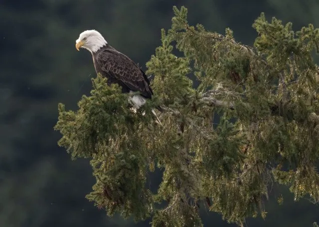 A bald eagle prepares to take flight from a large Douglas fir tree along the Umpqua River near Elkton in rural western Oregon on November 14, 2021. (Photo by Robin Loznak/ZUMA Press Wire/Rex Features/Shutterstock)