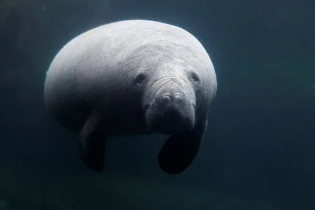 A newly arrived young female manatee cow named Unai swims in the manatee tank at the Paris Zoological Park in the Bois de Vincennes in the east of Paris, France, on March 26, 2024. (Photo by Abdul Saboor/Reuters)