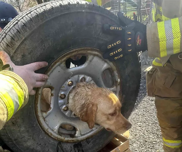 In this photo provided by the Franklinville Volunteer Fire Company, firefighters attempt to get Daisy the dog unstuck from a tire, in Franklinville, N.J., March 21, 2024. (Photo by Courtesy of Franklinville Volunteer Fire Company via AP Photo)
