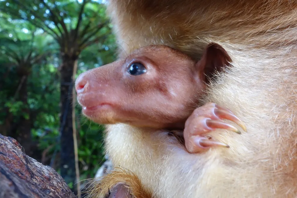 Taronga Zoo Welcomes Baby Tree Kangaroo