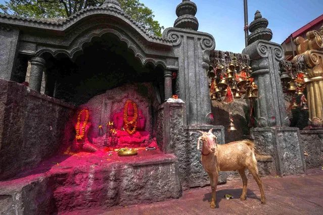 A goat, which is saved from slaughter and offered to Hindu goddess Kamakhya, stands next to a shrine in the Kamakhya temple in Guwahati, India, Thursday, April 4, 2024. (Photo by Anupam Nath/AP Photo)
