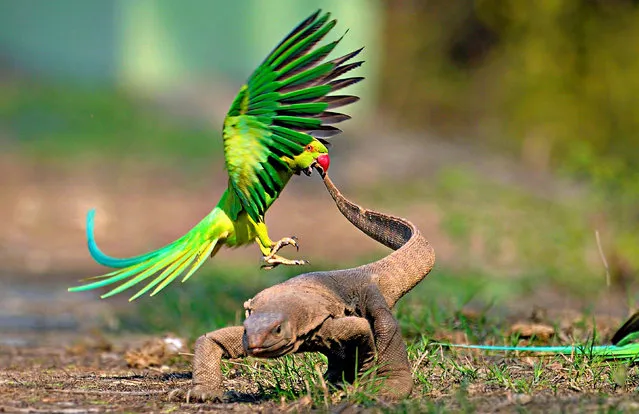 A rose-ringed parakeet attempts to chase off a monitor lizard in Keoladeo National Park in Rajasthan, India in April 2024. (Photo by Rathika Ramasamy/Solent News)