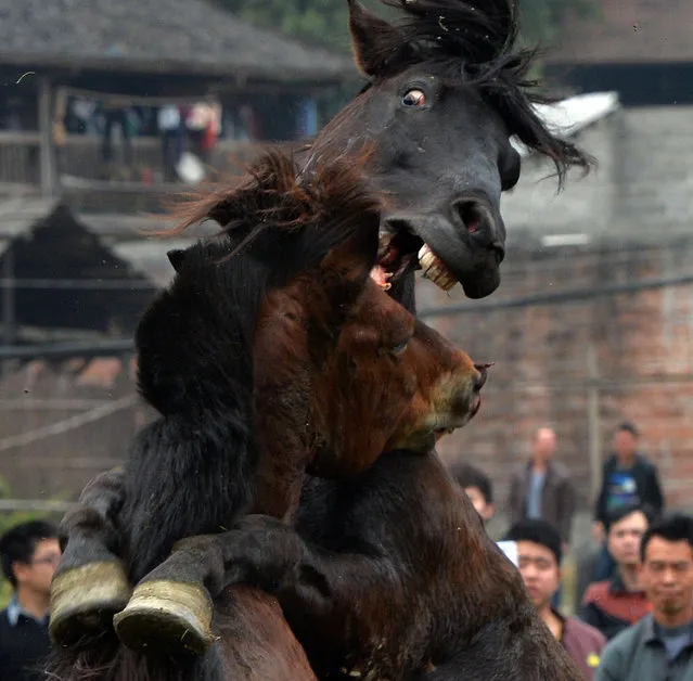 Horse Fighting In China