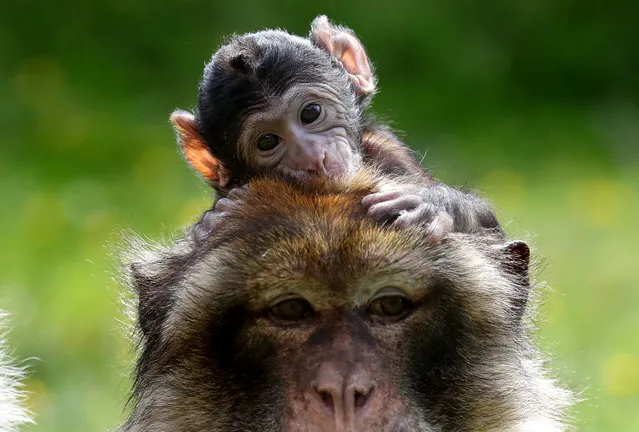 A young Barbary Macaque clings onto his mother, as staff at Blair Drummond Safari Park celebrate a baby boom with four primate births including two Barbary macaques, a critically endangered red ruffed Lemur and a ring tailed Lemur in Blair Drummond, Scotland on July 3, 2019. (Photo by Andrew Milligan/PA Images via Getty Images)