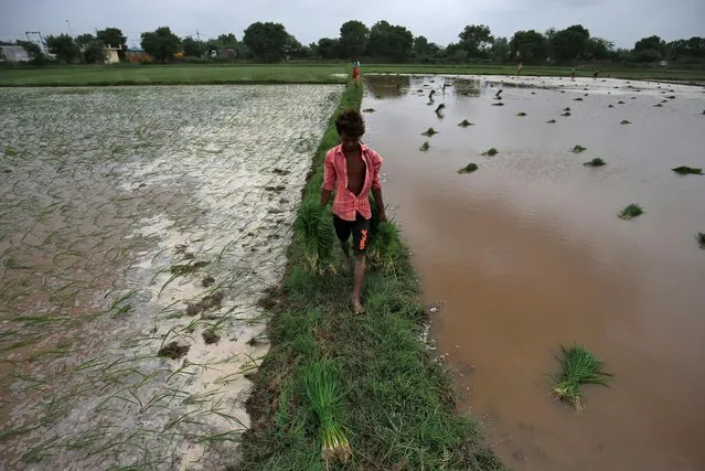 A farmer carries saplings to plant in a rice field on the outskirts of Ahmedabad, India, July 5, 2019. (Photo by Amit Dave/Reuters)