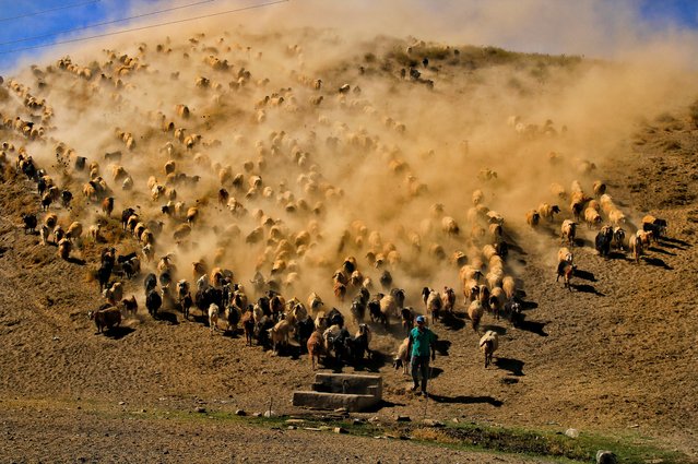 A shepherd and his flock in the Bitlis province of eastern Turkey in the first decade of April 2024. Shepherds regularly embark on gruelling journeys through the dusty outback, as they take their sheep to the high plateaus needed for grazing and then back to villages for milking. (Photo by Kahraman Kaya/Solent News)