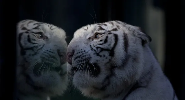 Cleo a white Bengal tiger looks through the glass of her enclosure at the Buenos Aires Zoo, Argentina, Wednesday, April 16, 2014. Cleo gave birth to the two females and one male white tiger cubs on Jan. 16, 2014. (Photo by Natacha Pisarenko/AP Photo)